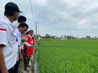 Cegah Hama Serang Padi, Bupati Sidrap Pimpin Penyemprotan Massal
